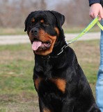 diezel rottweiler male