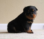 rottweiler puppy sitting 4 weeks old