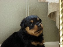 rayka-able-rottweiler-puppy