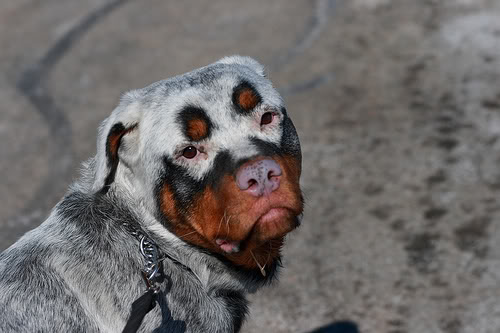 Top 83+ imagen rottweiler albino dogs