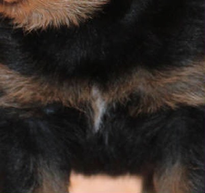 white patch on rottweiler chest