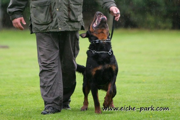 ROTTWEILER SCHUTZHUND USA TRAINING 