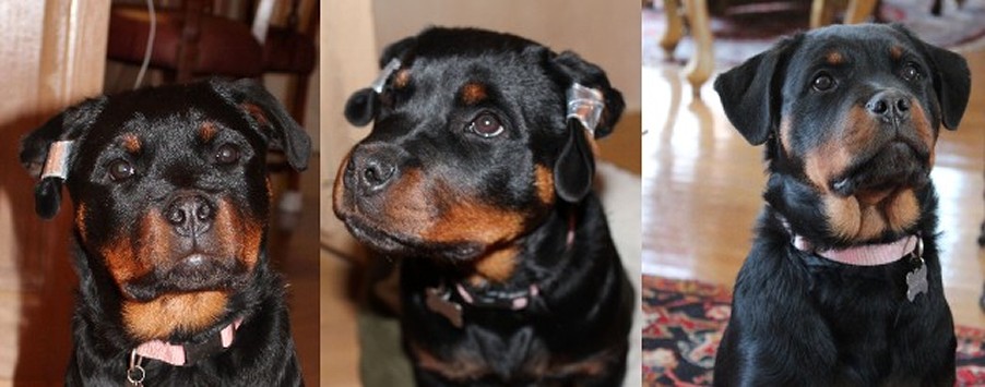 rottweiler with ears clipped