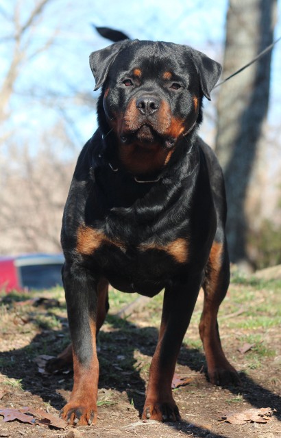 Rottweiler Male summer beautiful head