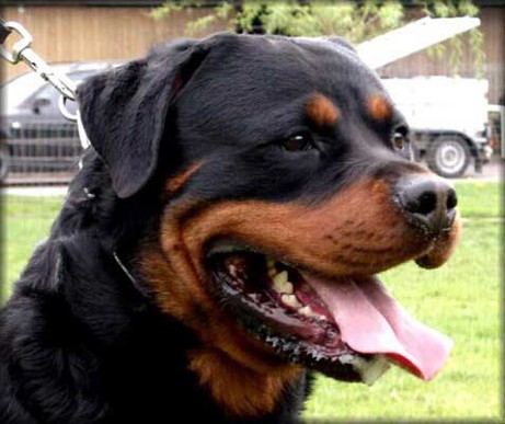 Orlando vom hause Neubrand Rottweiler male