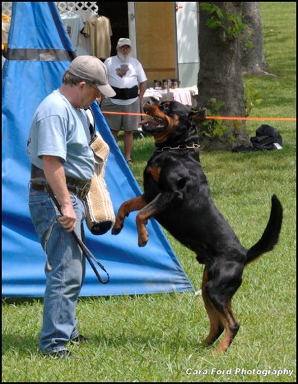 Orlando vom hause Neubrand German stud dog