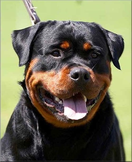 Orlando vom hause Neurand with trophies and breeder