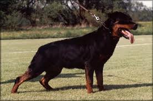AKI VOM SCHWAIGER WAPPEN II FEMALE ROTTWEILER VDH CH
