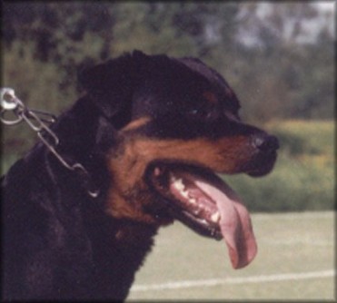 AKI VOM SCHWAIGER WAPPEN II ROTTWEILER FEMALE