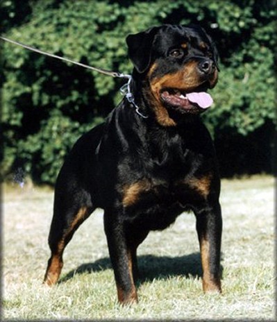 AIKA VON DER MANDELBURG ROTTWEILER FEMALE