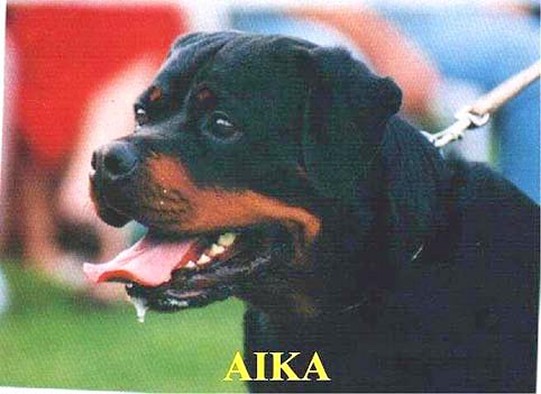 AIKA VON DER MANDELBURG FEMALE ROTTWEILER