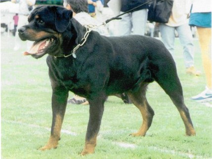 RICK VON BURGTHANN ROTTWEILER STUD