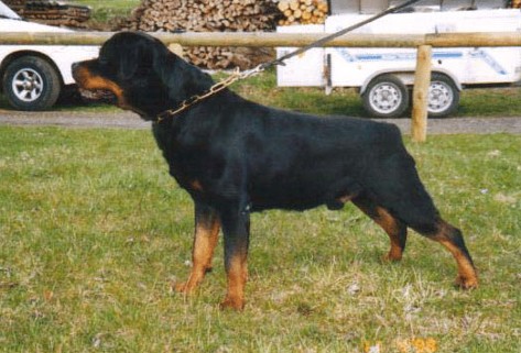 RICK VON BURGTHANN ROTTWEILER MALE