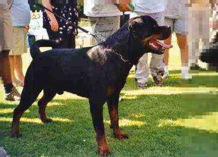 MAMBO VON DER CROSSNER RANCH