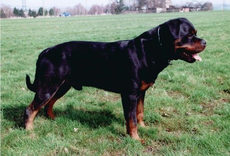 MAMBO VON DER CROSSNER RANCH