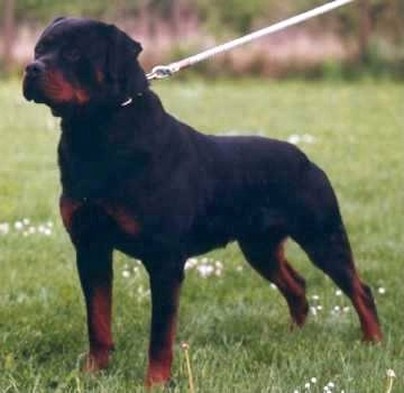 MAMBO VON DER CROSSNER RANCH
