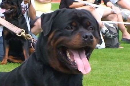 AKINO VON DER LAUTERBRUCKE