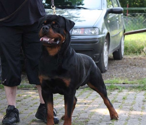 LACKEY VON DER SUDPFALZ