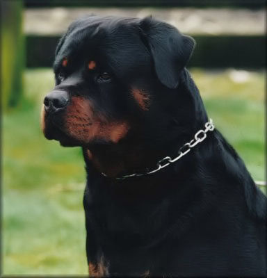 BALOU VOM SILBERLICK
