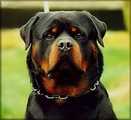 BALOU VOM SILBERBLICK