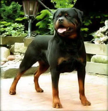 BALOU VOM SILBERBLICK
