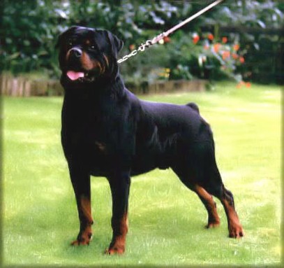 BALOU VOM SILBERBLICK