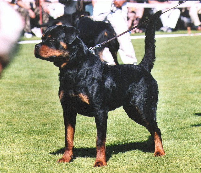 AMBASSADOR VOM SHAMBALA
