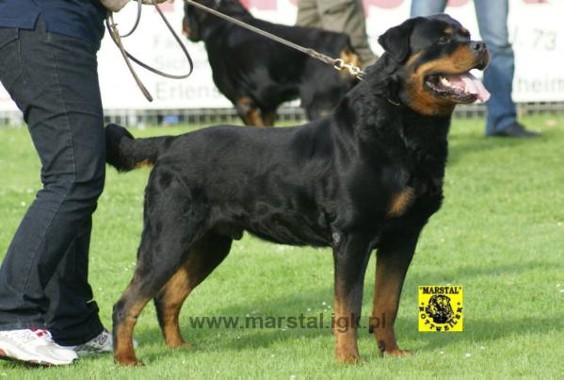 BALOU VOM SILBERBLICK
