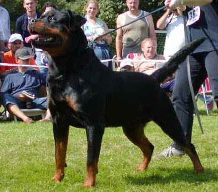 AMBASSADOR VOM SHAMBALA