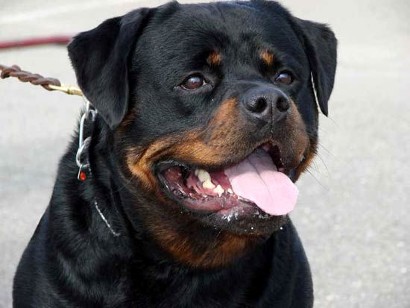 REX VON DER BLEICHSTRASSE ROTTWEILER