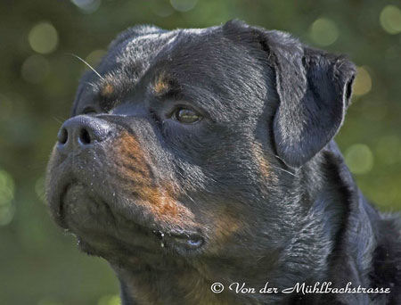 REX VON DER BLEICHSTRASSE ROTTWEILER