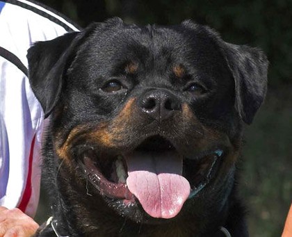 REX VON DER BLEICHSTRASSE ROTTWEILER