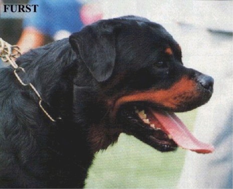 FURST VOM WOLFERT TERM ROTTWEILER