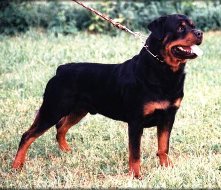 FURST VOM WOLFERT TERM ROTTWEILER