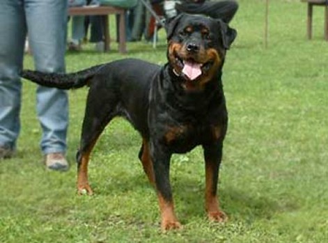 AMBRA VON DER BLOCKHUTTE ROTTWEILER FEMALE
