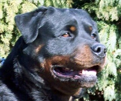 ANOUK VON DER WILDEN MAUS
