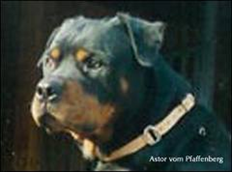 ASTOR VOM PFAFFENBERG 1986