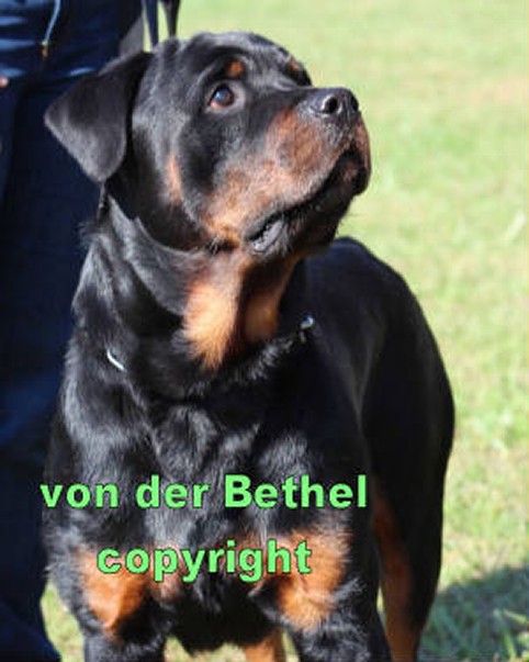 EARL VON DER BETHEL ROTTWEILER MALE