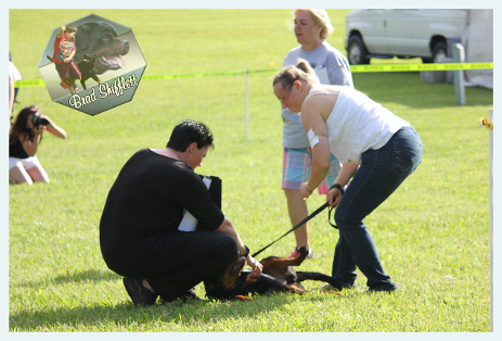 furst rottweiler male puppy show