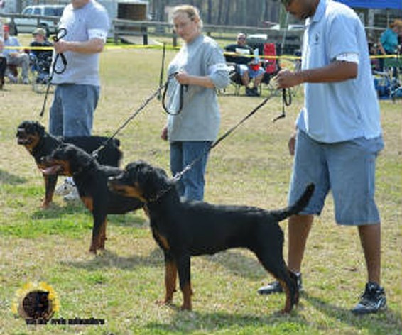 Rosann show Rottweiler female