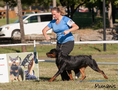 busa rottweiler female running