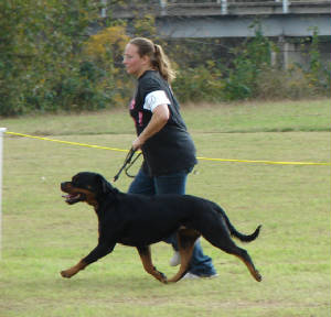 lexa show gaiting rottweiler female