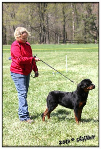 busa rottweiler female at show