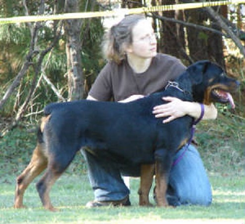busa rottweiler female at show