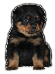 Rottweiler puppy
