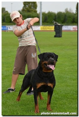 bonita von wilden westen rottweiler female