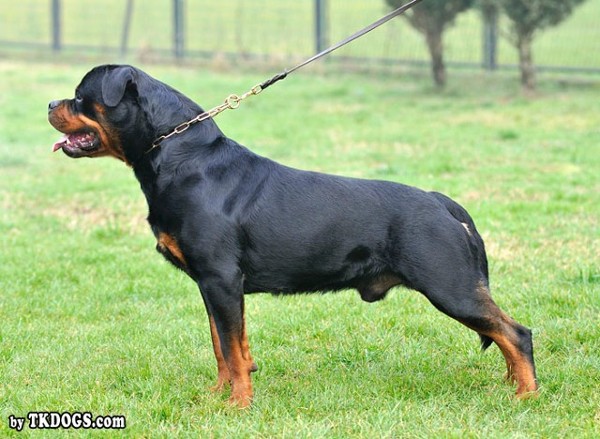 ASTOR VON JUNIPERA ROTTWEILER MALE