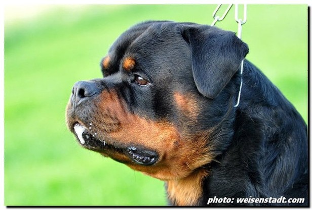 ASTOR VON JUNIPERA ROTTWEILER MALE