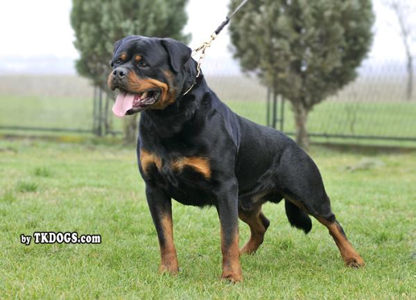 ASTOR VON JUNIPERA ROTTWEILER MALE