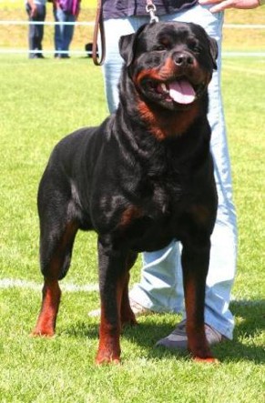 henry von den hassberghohen rottweiler male